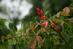 Hořkoň obecná (Quassia amara), detail kvetoucí větvičky – samran viriyavijai / Shutterstock