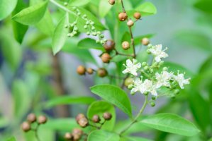 Henovník bílý (Lawsonia inermis) – pisitpong2017 / Shutterstock
