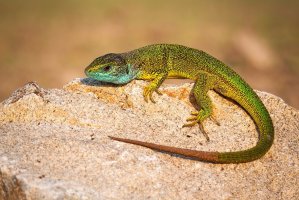 Ještěrka zelená (Lacerta viridis) – WildMedia / Shutterstock