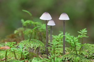 Helmovka mléčná (Mycena galopus) – Henri Koskinen / Shutterstock