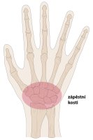 Kostra ruky s vyznačenými zápěstními kůstkami, ilustrace – A Step BioMed / Shutterstock
