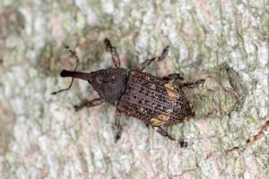 Smolák jedlový (Pissodes piceae) – Tomasz Klejdysz / Shutterstock