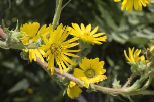 Mužák dřípený (Silphium laciniatum) – Bildagentur Zoonar GmbH / Shutterstock