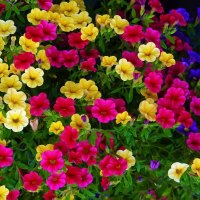 Petúnie zahradní (Petunia x atkinsiana) – TravelerFL / Shutterstock