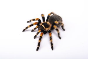 Sklípkan Smithův (Brachypelma hamorii; dříve B. smithi), dobře patrná makadla – Vasyl Hubar / Shutterstock