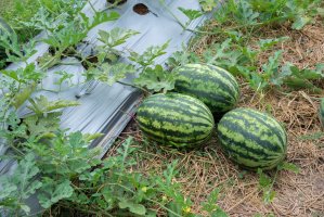 Polní pěstování vodních melounů (lubenice obecná, Citrullus lanatus) – MODMOD / Shutterstock