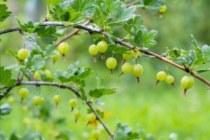 Srstka angrešt (Ribes uva-crispa; syn. Grossularia uva-crispa), větvička s plody – PromKaz / Shutterstock