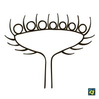 Úbor, schéma typu květenství – CoJeCo.cz (CC BY-SA 4.0)