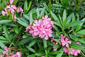 Oleandr obecný (Nerium oleander) – Olga Larionova / Shutterstock