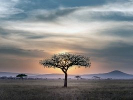 Serengeti, Tanzánie – Hu Chen / Unsplash