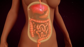 Peritoneální dutina ohraničená pobřišnicí – sciencepics / Shutterstock