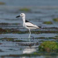 Pobřežník černobílý (Dromas ardeola) – AMARJEETSINH JHALA / Shutterstock