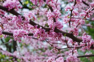 Třešeň sakura (Cerasus serrulata) – Unkas Photo / Shutterstock