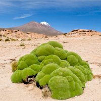Azorela nahloučená (Azorella compacta) – Puhlmann Photography / Shutterstock