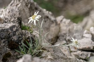 Plesnivec alpský, protěž (Leontopodium alpinum) – Jacek Jacobi / Shutterstock