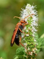 Hrabalka Hemipepsis mauritanica – Macronatura.es / Shutterstock