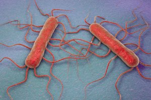 Listeria monocytogenes, bakterie způsobující listeriózu, 3D ilustrace – Kateryna Kon / Shutterstock
