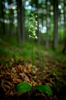 Vemeník dvoulistý (Platanthera bifolia) – Ondrej Prosicky / Shutterstock