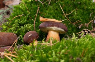 Hřib hnědý (Boletus badius) – Ermak Oksana / Shutterstock