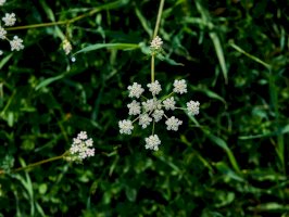 Hladýš pruský (Laserpitium prutenicum) – Sadik Yalcin / Shutterstock