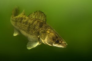 Candát obecný (Sander lucioperca) pod vodou – Martin Pelanek / Shutterstock