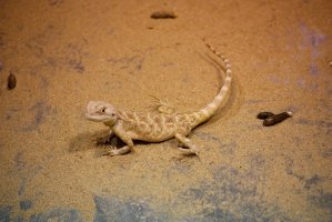 Agama stepní (Agama sanguinolenta)  – islavicek / Shutterstock