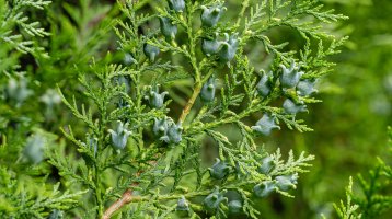 Zeravec východní (Platycladus orientalis), detail větvičky s plody – Marinodenisenko / Shutterstock