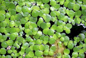 Okřehek menší (Lemna minor) – Henri Koskinen / Shutterstock