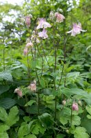 Orlíček obecný (Aquilegia vulgaris) – Bildagentur Zoonar GmbH / Shutterstock
