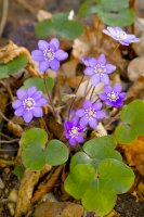 Jaterník podléška (Hepatica nobilis) – Ole Schoener / Shutterstock