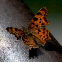 Babočka bílé C (Polygonia c-album), sameček – © Jaromír Kříž
