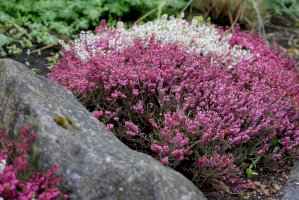 Vřesovec pleťový (Erica carnea) – R. Maximiliane / Shutterstock