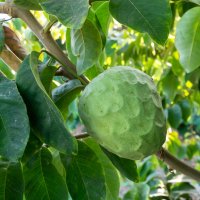 Láhevník čerimoja (Annona cherimola), plod – barmalini / Shutterstock