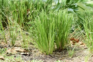 Zlatovous draslavý (Chrysopogon zizanioides; syn. Vetiveria zizanioides) – wasanajai / Shutterstock