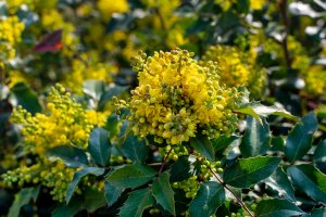 Mahónie cesmínolistá (Mahonia aquifolium) – Oksana Shevchenko / Shutterstock