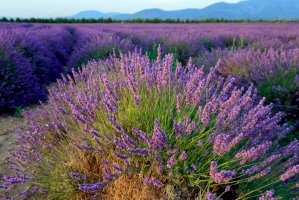 Levandule lékařská (Lavandula angustifolia) – Oleg Znamenskiy / Shutterstock