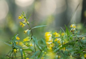 Černýš luční (Melampyrum pratense) – Henrik Larsson / Shutterstock