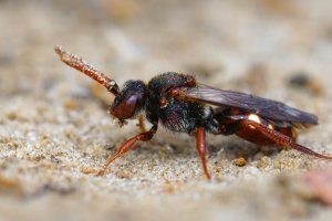 Nomáda (Nomada alboguttata) – HWall / Shutterstock