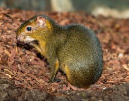 Akuči zelený (Myoprocta acouchy) – Pavel Filatov / Shutterstock