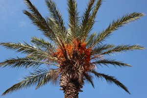 Datlovník pravý (Phoenix dactylifera) – aquatarkus / Shutterstock