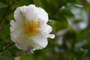 Květ čajovníku (Camellia sinensis) – Doikanoy / Shutterstock