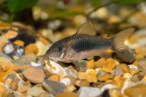 Pancéřníček zelený (Corydoras aeneus) – Muddy knees / Shutterstock