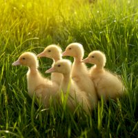 Kachňata – Nadezhda Zaruchevskaia / Shutterstock