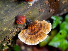 Medicinální houba outkovka pestrá (Trametes versicolor; syn. Polyporus versicolor) – Joan Carles Juarez / Shutterstock