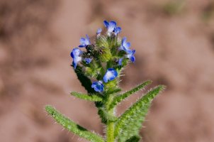 Prlina rolní (Lycopsis arvensis) – Profimedia.cz