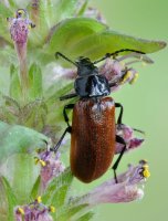 Květomil hlohový (Omophlus proteus) – alslutsky / Shutterstock