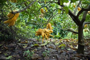 Cedrát (Citrus medica var. sarcodactylis), přezdívaný Buddhova ruka – Esik Sandor / Shutterstock