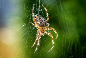 Křižák obecný (Araneus diadematus) – novama / Shutterstock