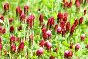 Jetel inkarnát (Trifolium incarnatum) – Pixeljoy / Shutterstock