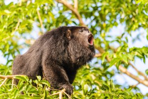 Hlasové projevy vřešťana (Alouatta) – Anton_Ivanov / Shutterstock